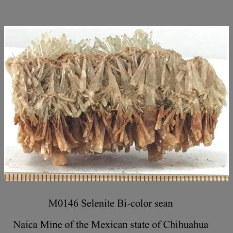 M0146 Selenite Bi-color seam Naica Mine of the Mexican state of Chihuahua