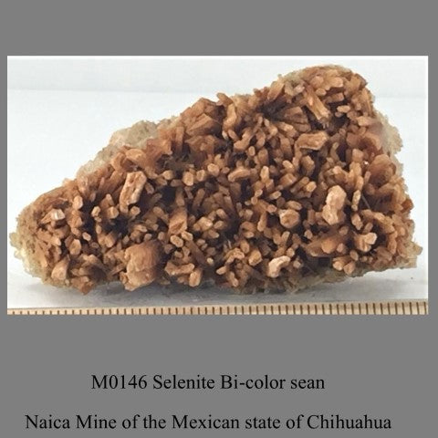 M0146 Selenite Bi-color seam Naica Mine of the Mexican state of Chihuahua