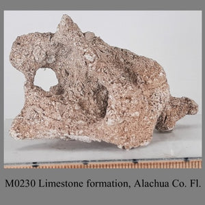 M0230 Limestone formation, Alachua Co. Fl.