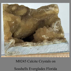 M0245 Calcite Crystals on sea shells Everglades Florida