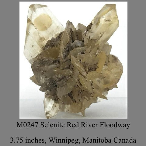 M0247 Selenite 3.75 inches Red River Floodway Winnipeg, Manitoba Canada