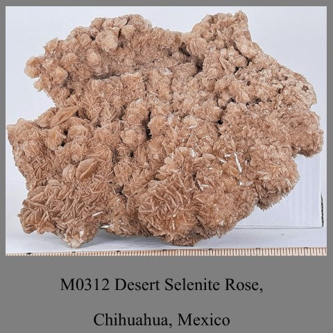 M0312 Desert Selenite Rose, Chihuahua, Mexico side A