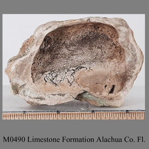 M0490 Limestone Formation Alachua Co. Fl.
