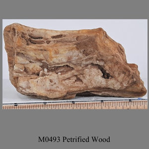 M0493 Petrified Wood